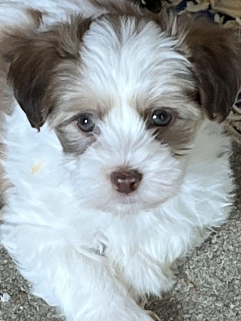 Darby chocolate girl