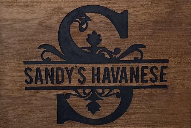 Sandy's Havanese